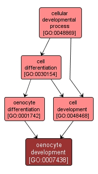 GO:0007438 - oenocyte development (interactive image map)