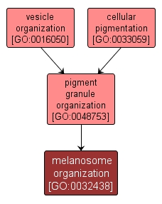 GO:0032438 - melanosome organization (interactive image map)