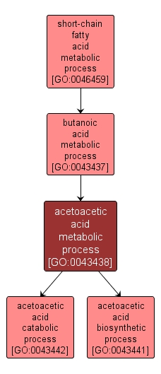 GO:0043438 - acetoacetic acid metabolic process (interactive image map)