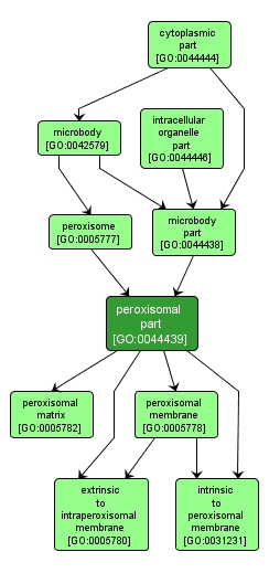 GO:0044439 - peroxisomal part (interactive image map)