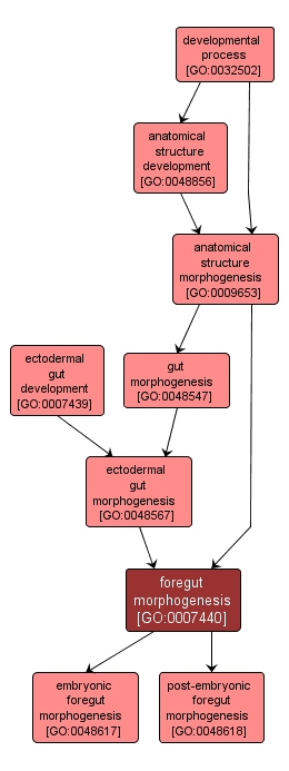 GO:0007440 - foregut morphogenesis (interactive image map)