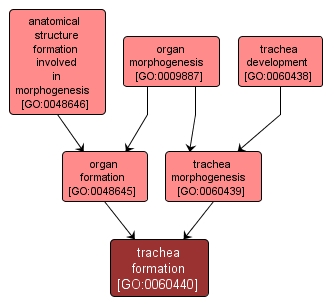 GO:0060440 - trachea formation (interactive image map)