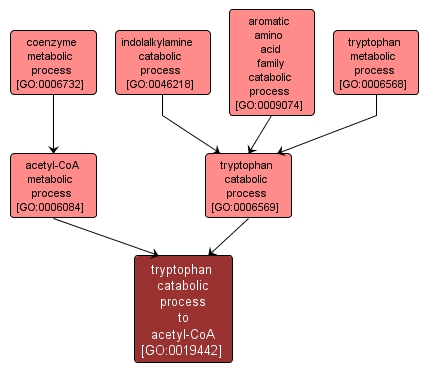 GO:0019442 - tryptophan catabolic process to acetyl-CoA (interactive image map)