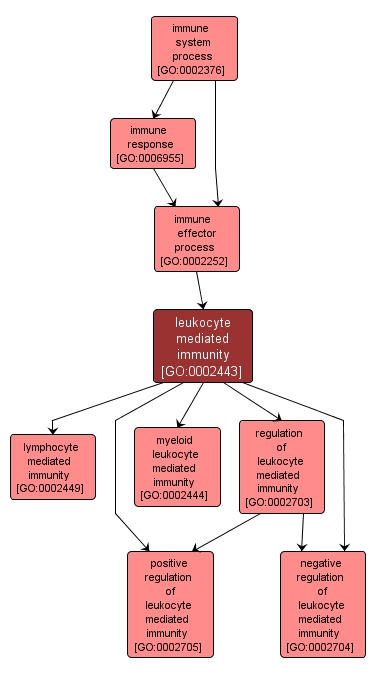 GO:0002443 - leukocyte mediated immunity (interactive image map)
