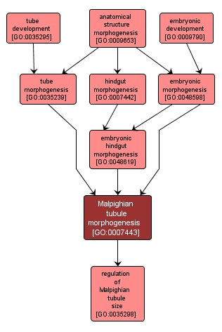 GO:0007443 - Malpighian tubule morphogenesis (interactive image map)