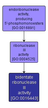GO:0016443 - bidentate ribonuclease III activity (interactive image map)