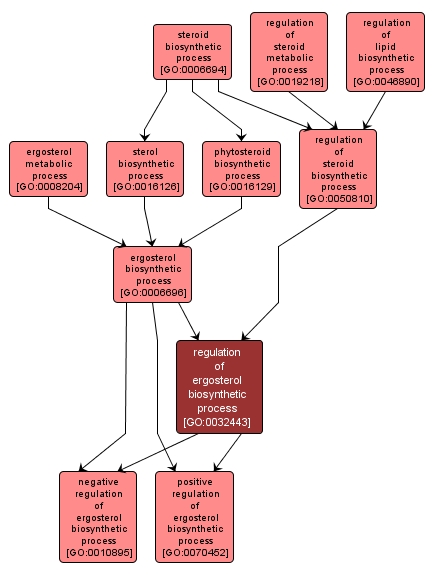 GO:0032443 - regulation of ergosterol biosynthetic process (interactive image map)