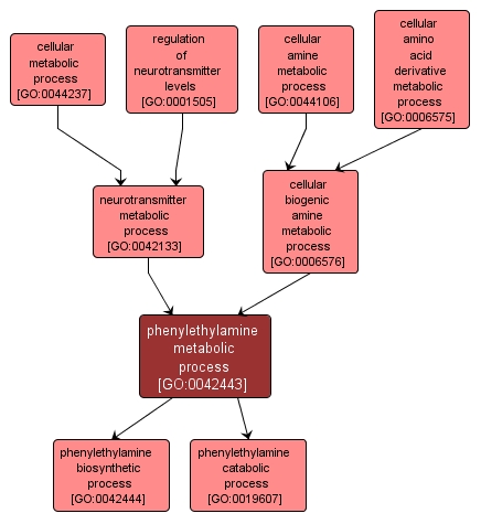 GO:0042443 - phenylethylamine metabolic process (interactive image map)