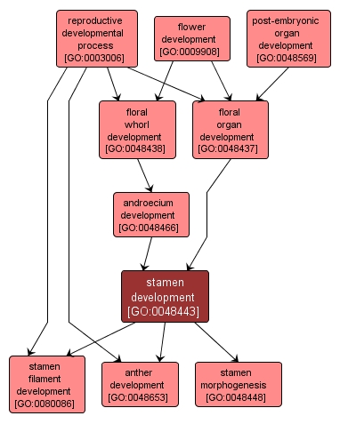 GO:0048443 - stamen development (interactive image map)