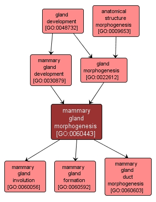 GO:0060443 - mammary gland morphogenesis (interactive image map)