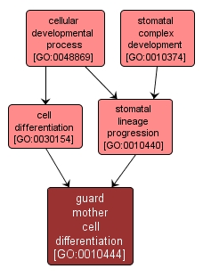 GO:0010444 - guard mother cell differentiation (interactive image map)