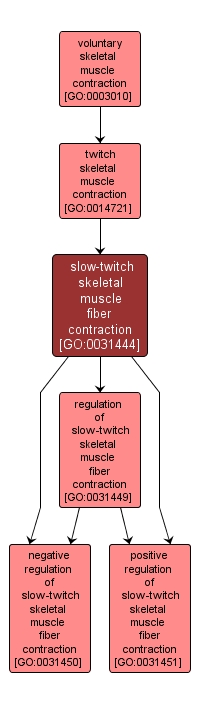 GO:0031444 - slow-twitch skeletal muscle fiber contraction (interactive image map)
