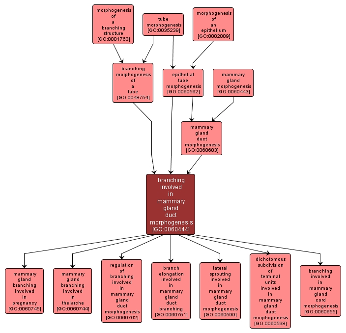 Gland Map