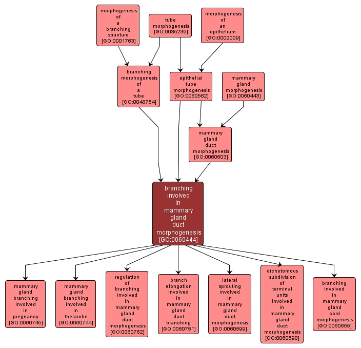 GO:0060444 - branching involved in mammary gland duct morphogenesis (interactive image map)
