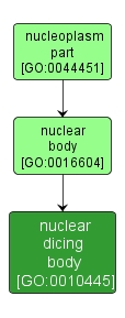 GO:0010445 - nuclear dicing body (interactive image map)