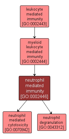 GO:0002446 - neutrophil mediated immunity (interactive image map)