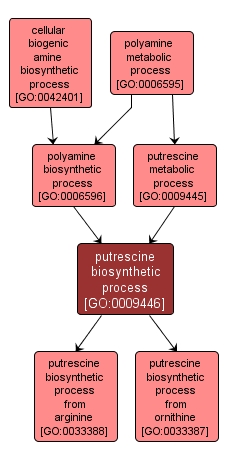 GO:0009446 - putrescine biosynthetic process (interactive image map)