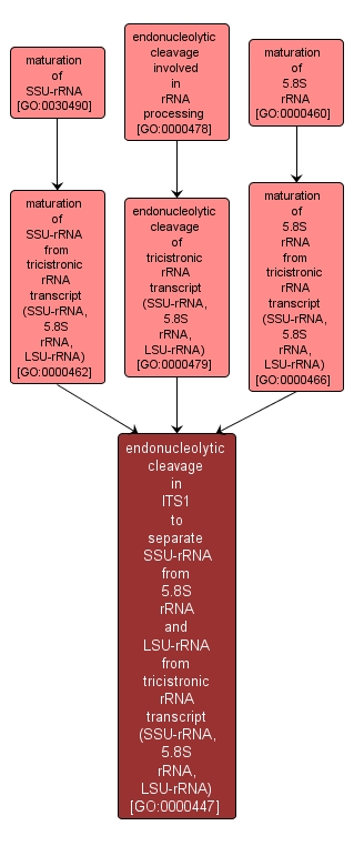 GO:0000447 - endonucleolytic cleavage in ITS1 to separate SSU-rRNA from 5.8S rRNA and LSU-rRNA from tricistronic rRNA transcript (SSU-rRNA, 5.8S rRNA, LSU-rRNA) (interactive image map)