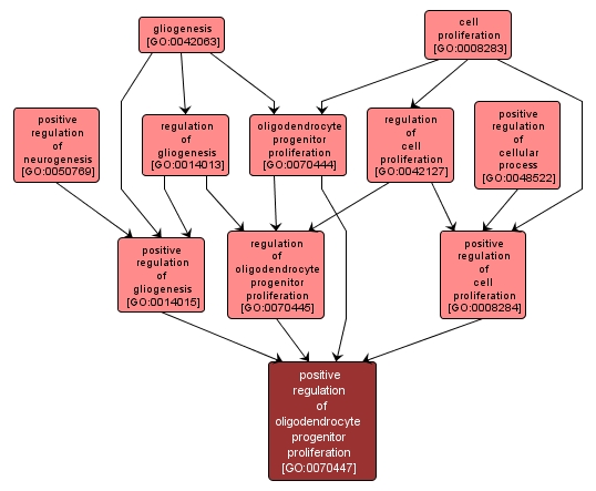 GO:0070447 - positive regulation of oligodendrocyte progenitor proliferation (interactive image map)