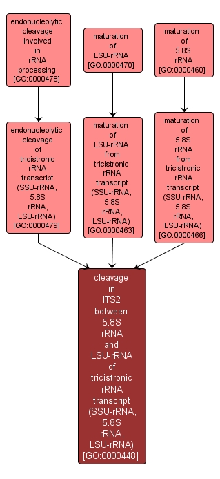 GO:0000448 - cleavage in ITS2 between 5.8S rRNA and LSU-rRNA of tricistronic rRNA transcript (SSU-rRNA, 5.8S rRNA, LSU-rRNA) (interactive image map)