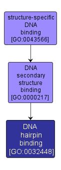 GO:0032448 - DNA hairpin binding (interactive image map)