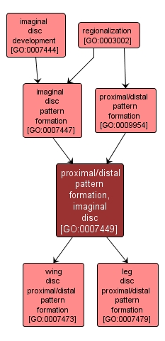 GO:0007449 - proximal/distal pattern formation, imaginal disc (interactive image map)