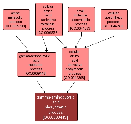 GO:0009449 - gamma-aminobutyric acid biosynthetic process (interactive image map)