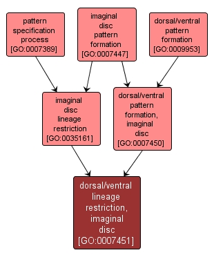 GO:0007451 - dorsal/ventral lineage restriction, imaginal disc (interactive image map)