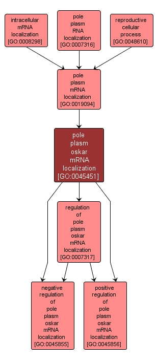 GO:0045451 - pole plasm oskar mRNA localization (interactive image map)