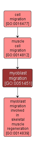 GO:0051451 - myoblast migration (interactive image map)