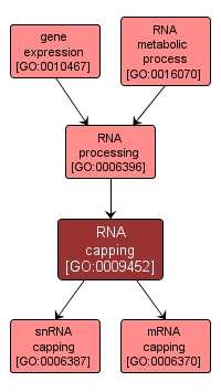 GO:0009452 - RNA capping (interactive image map)