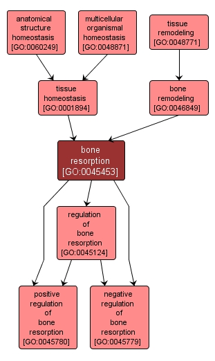 GO:0045453 - bone resorption (interactive image map)