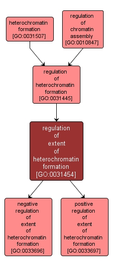 GO:0031454 - regulation of extent of heterochromatin formation (interactive image map)