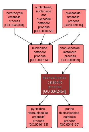 GO:0042454 - ribonucleoside catabolic process (interactive image map)