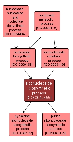 GO:0042455 - ribonucleoside biosynthetic process (interactive image map)