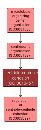 GO:0010457 - centriole-centriole cohesion (interactive image map)