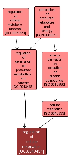 GO:0043457 - regulation of cellular respiration (interactive image map)