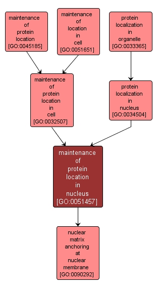 GO:0051457 - maintenance of protein location in nucleus (interactive image map)