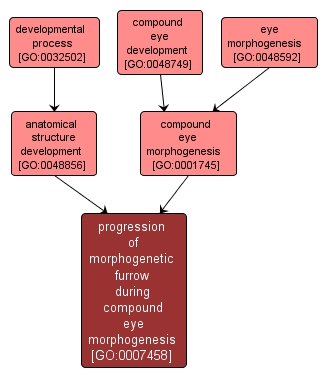 GO:0007458 - progression of morphogenetic furrow during compound eye morphogenesis (interactive image map)