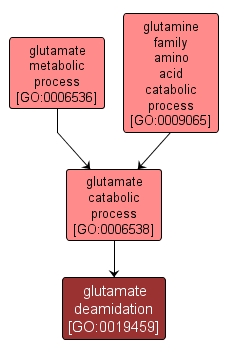 GO:0019459 - glutamate deamidation (interactive image map)