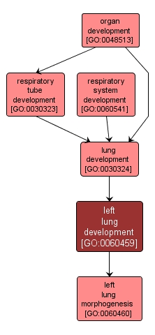 GO:0060459 - left lung development (interactive image map)
