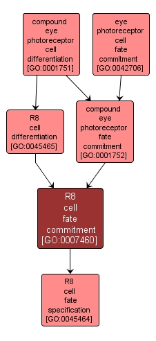 GO:0007460 - R8 cell fate commitment (interactive image map)