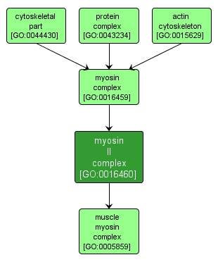 GO:0016460 - myosin II complex (interactive image map)