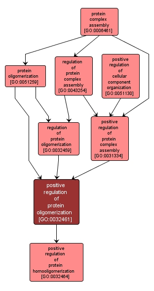 GO:0032461 - positive regulation of protein oligomerization (interactive image map)