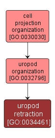 GO:0034461 - uropod retraction (interactive image map)