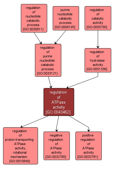 GO:0043462 - regulation of ATPase activity (interactive image map)