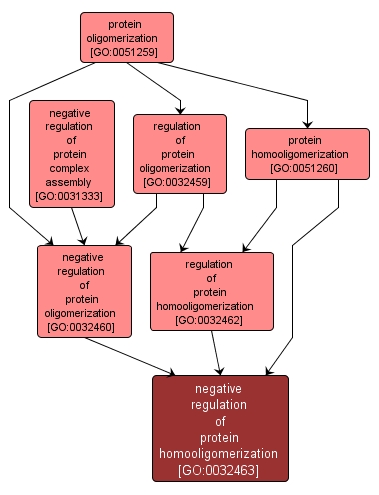 GO:0032463 - negative regulation of protein homooligomerization (interactive image map)