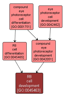 GO:0045463 - R8 cell development (interactive image map)