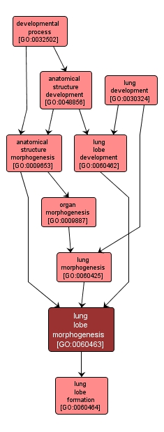 GO:0060463 - lung lobe morphogenesis (interactive image map)