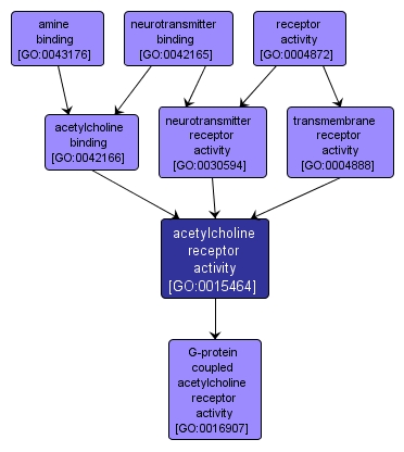 GO:0015464 - acetylcholine receptor activity (interactive image map)